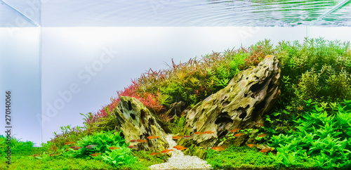 Fototapete Image of landscape nature style aquarium tank.