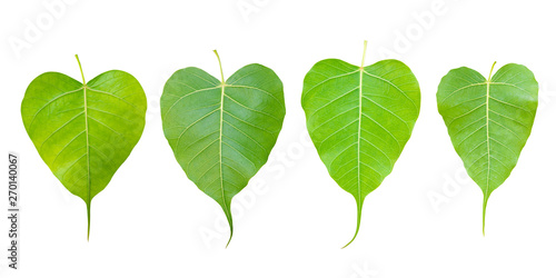 Fotografija image of young leaf of Bodhi Tree isolated on white background.