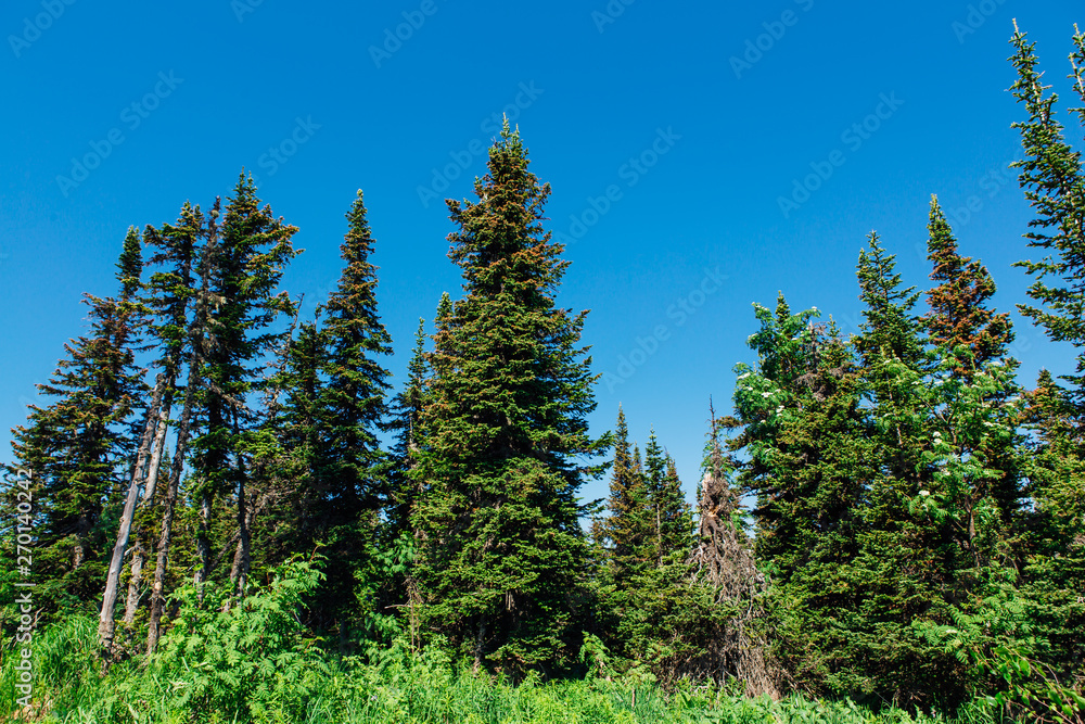 Summer fur tree forest on the hill Summer fur tree forest on the hill