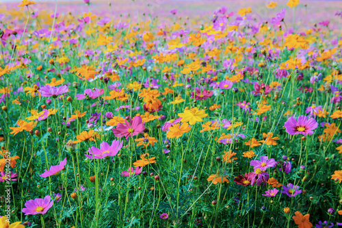 Cosmos with the colorful.