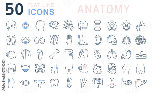 Set Vector Line Icons of Anatomy
