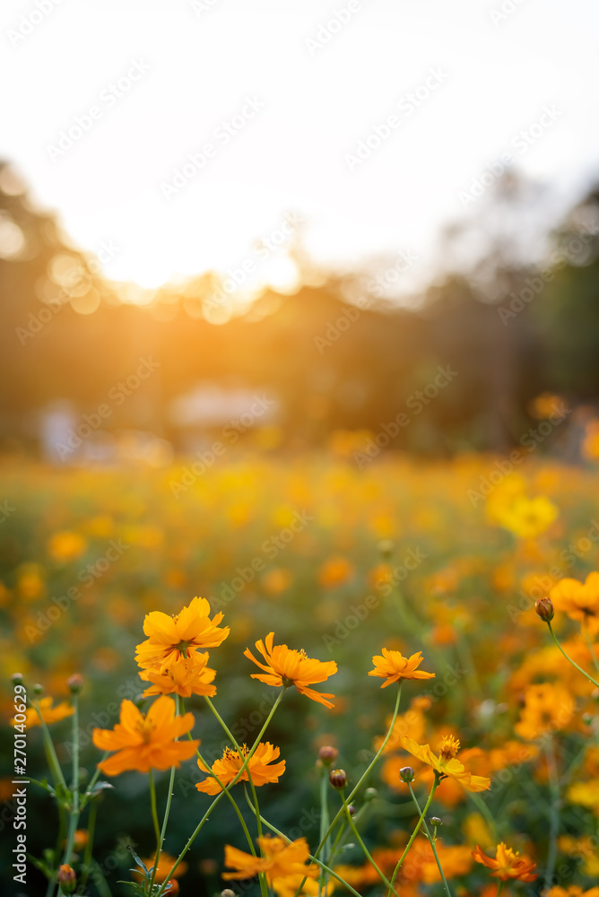 vertical image of orange and yellow cosmos flowers in garden field on evening time