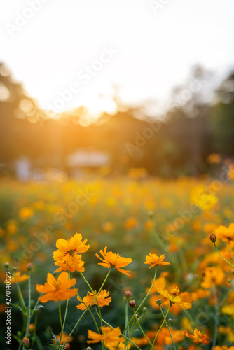 vertical image of orange and yellow cosmos flowers in garden field on evening time