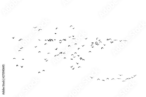 Group of flying duck teal isolated on white background. © coffmancmu