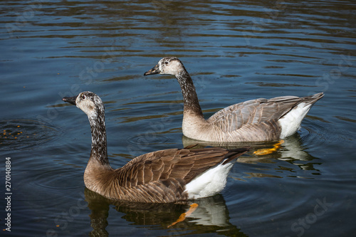 Beautiful pair of goose floating on water