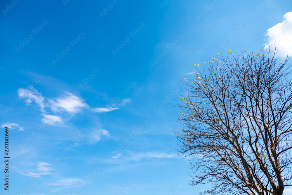 image of Tree reaching to the sky image of Tree reaching to the sky