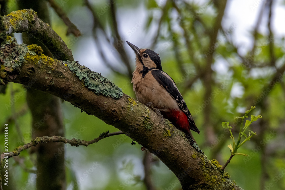 Great spotted woodpecker (Dendrocopos major) Great spotted woodpecker (Dendrocopos major)