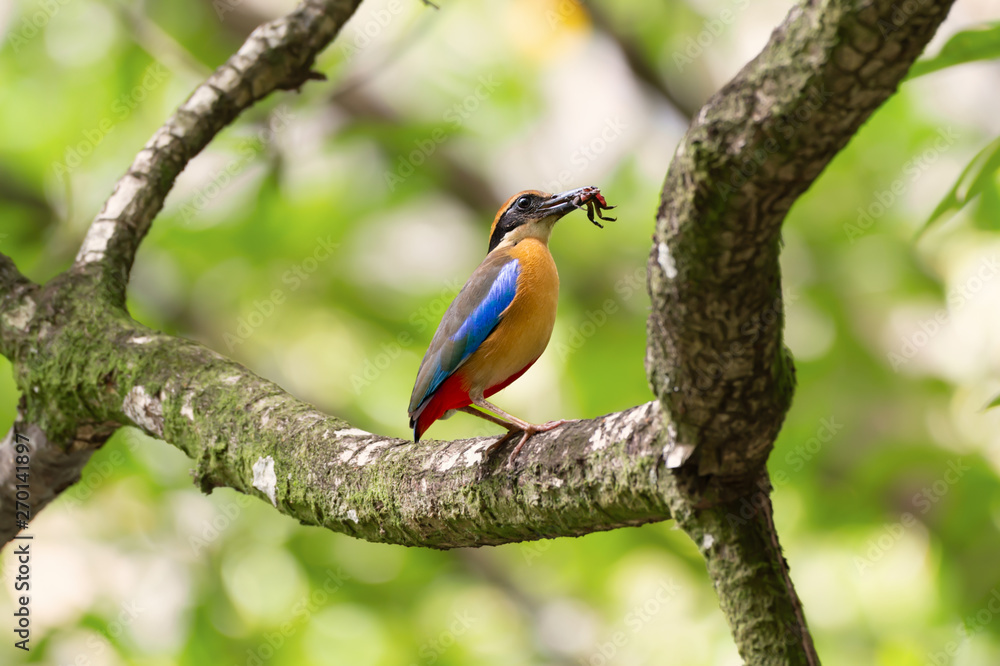 Pitta in the wild with natural blurred background,side view..Mangrove pitta bird perching on Rhizophora tree with crab in beak for feeding their new born babies in breeding season . Pitta in the wild with natural blurred background,side view..Mangrove pitta bird perching on Rhizophora tree with crab in beak for feeding their new born babies in breeding season .