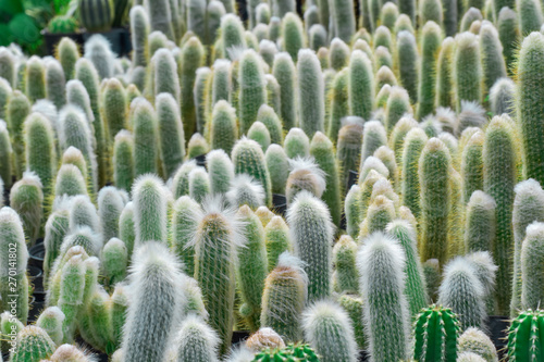 Many cactus in nursery, small cactus in garden