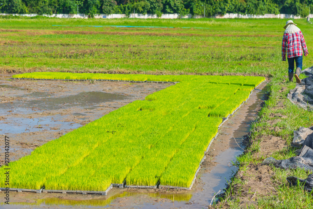 young rice bundle prepared for planting near field corner.