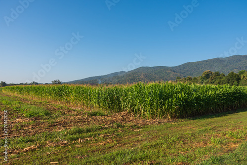 Corn field and mountain in background.