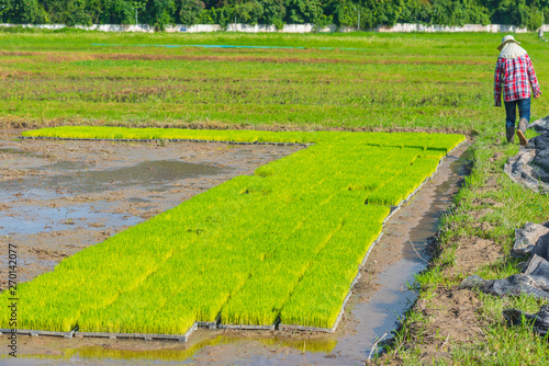 young rice bundle prepared for planting near field corner.
