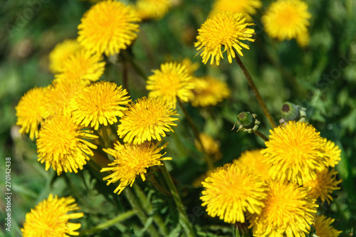 Green grass with yellow dandelions. Close up spring flowers.