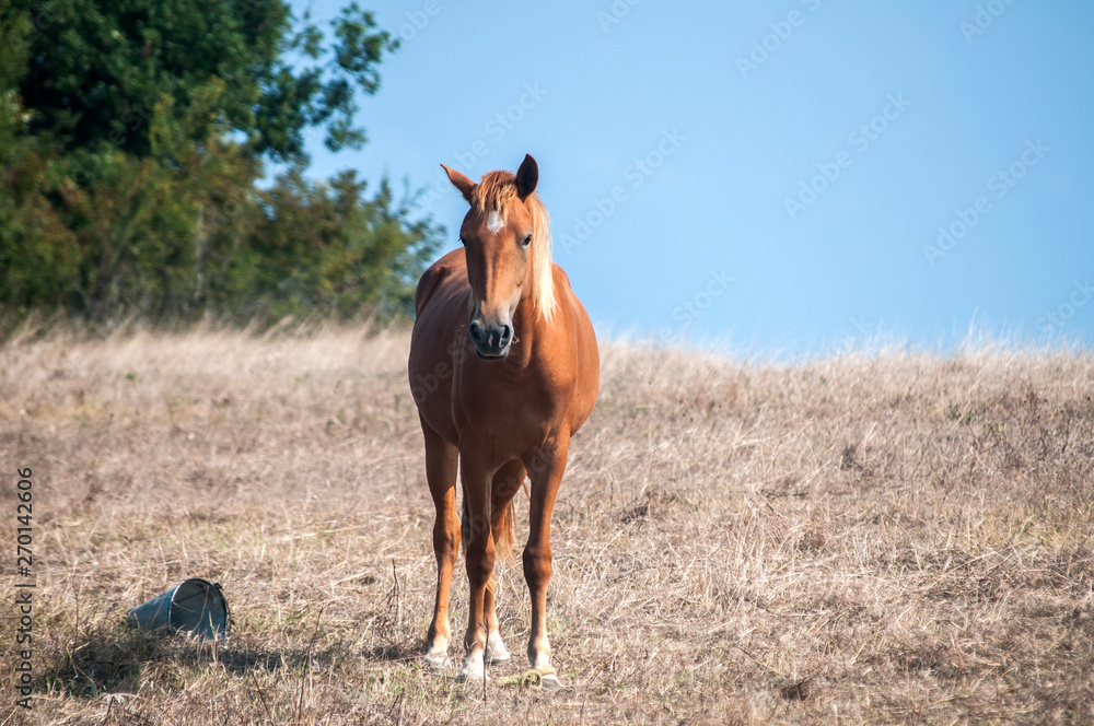 Young mare horse grazing on meadow with dry grass at the end of summer time Young mare horse grazing on meadow with dry grass at the end of summer time