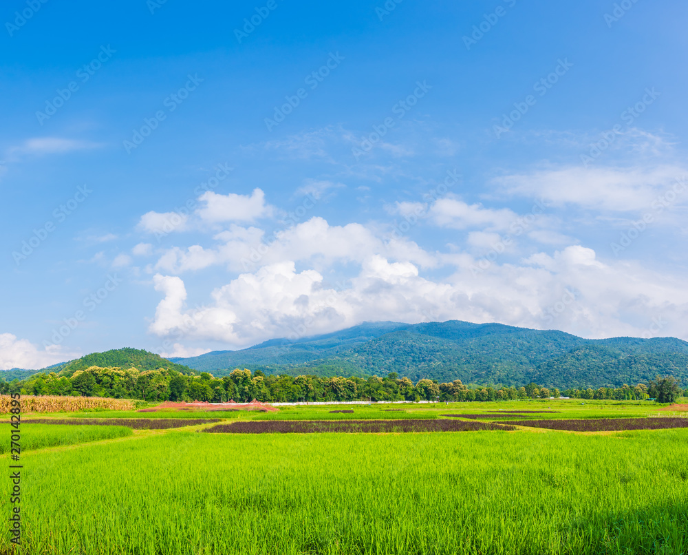 Beauty sunny day on the rice field and mountain .