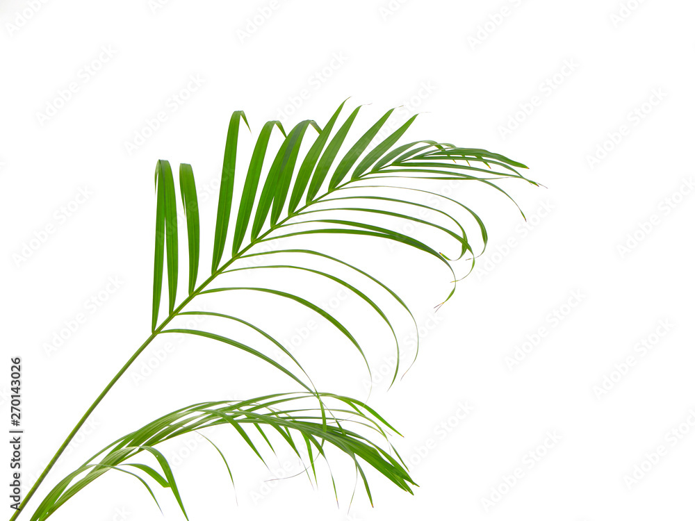 Fototapeta premium Tropical palm leaf on white background
