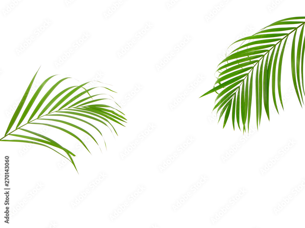 Fototapeta premium Tropical palm leaf on white background