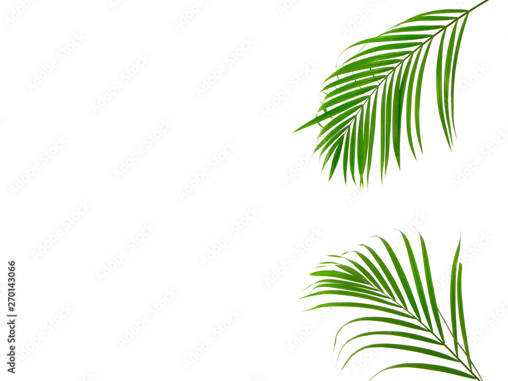 Obraz premium Tropical palm leaf on white background