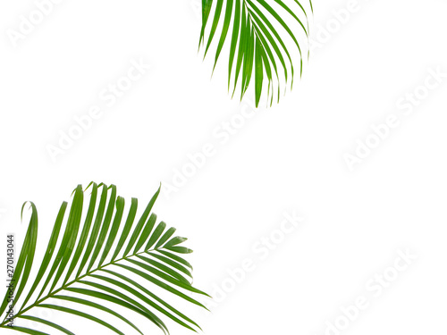 Tropical palm leaf on white background