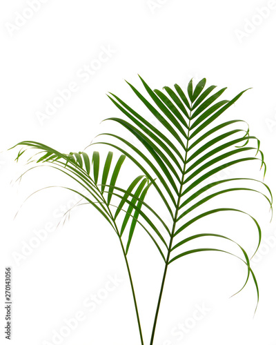 Tropical palm leaf on white background