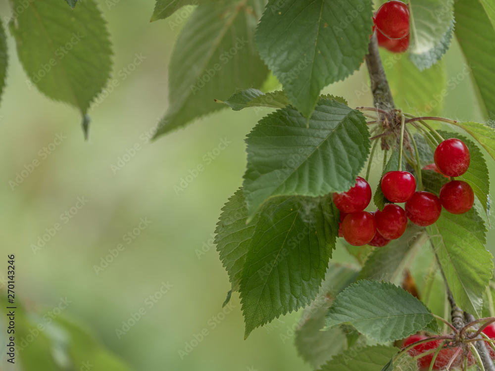 Scene with branch of natural cherry and ripe fruits Scene with branch of natural cherry and ripe fruits