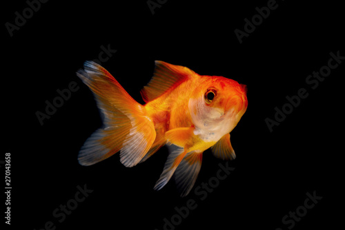 Papier peint Gold fish or goldfish isolated on black background.