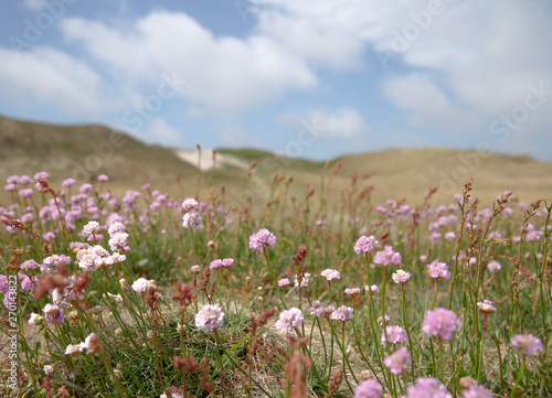 The Western coast of Denmark