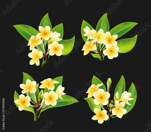 White and yellow Plumeria Flowers in realistic style on black background