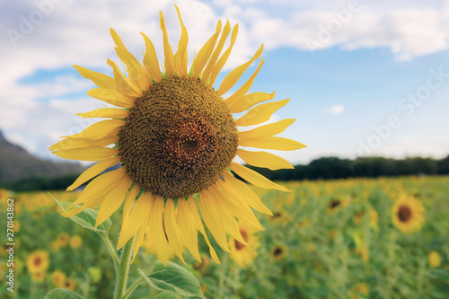 Sunflower on field with beautiful.