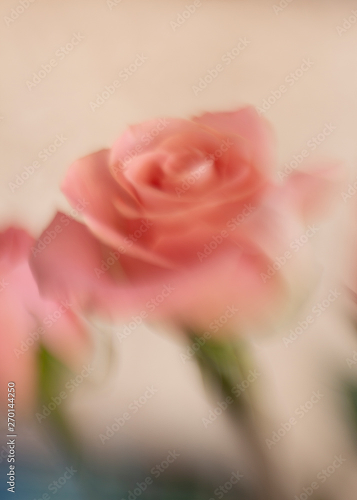 Fototapeta premium Pink roses blurred bouquet