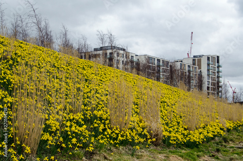 Daffodils at Queen Elizabeth Olympic Park, London photo