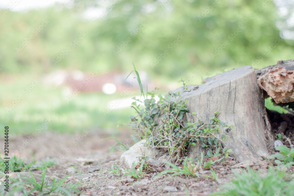 Obraz premium old stump with soft sunlight in park