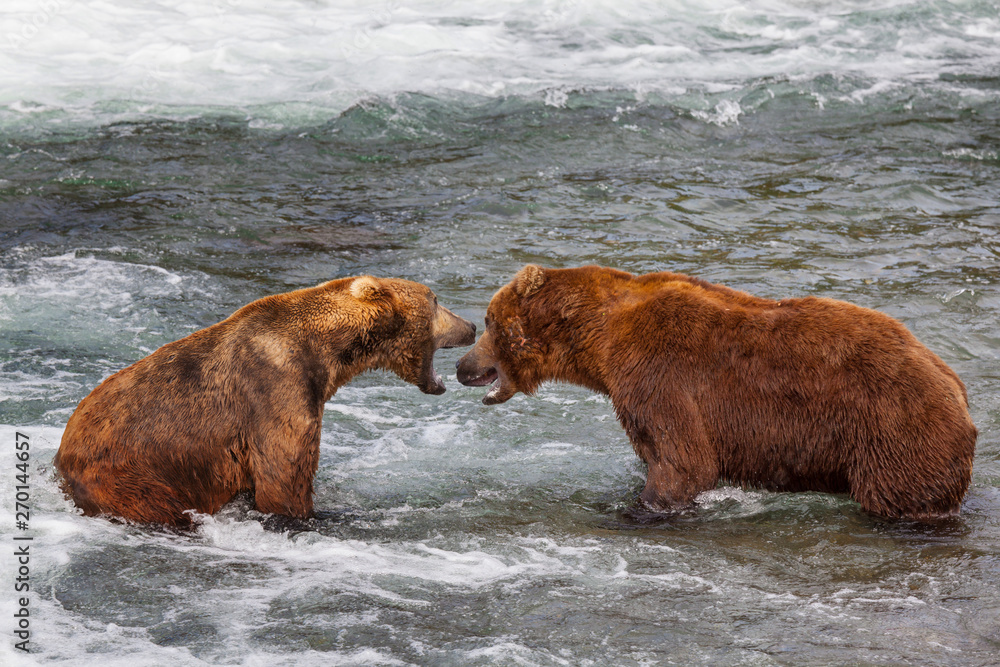 Bear on Alaska Bear on Alaska