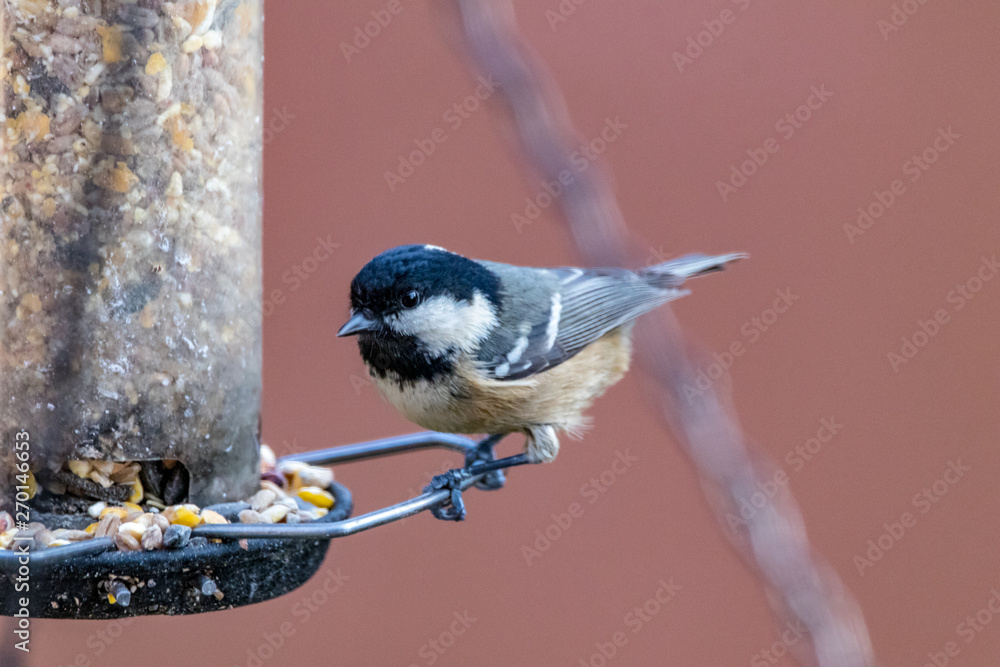 Fototapeta premium bird on feeder