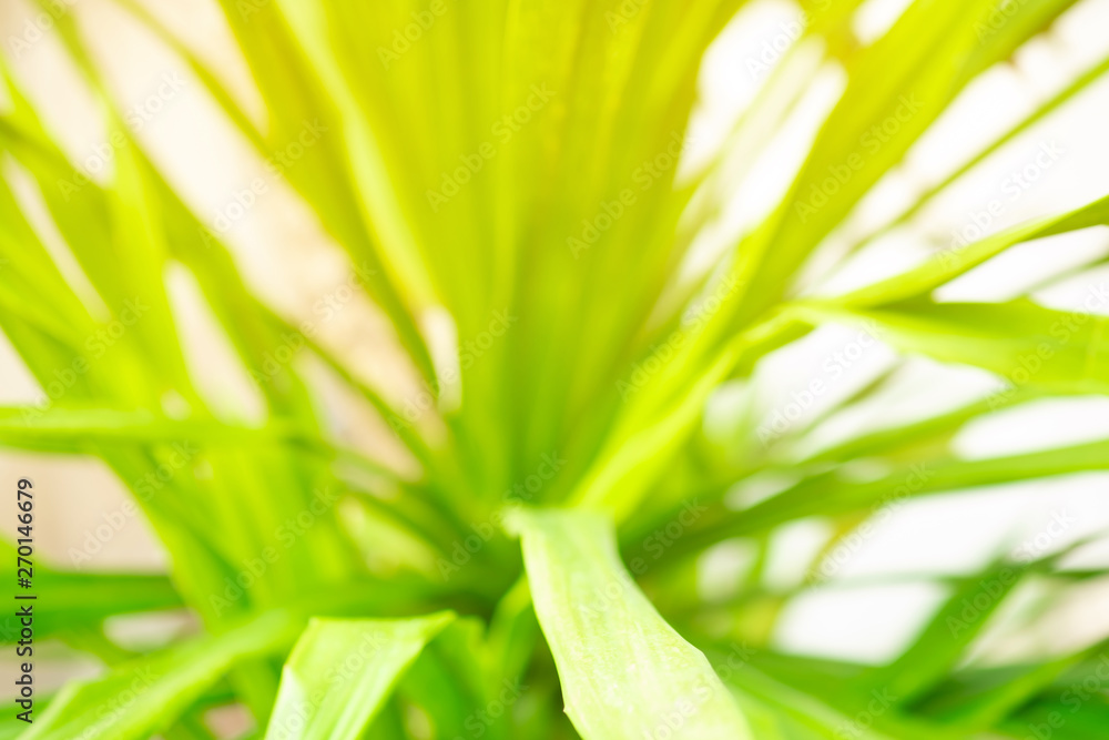 Fototapeta premium Abstract bokeh blur tree nature background with sunlight on summer.