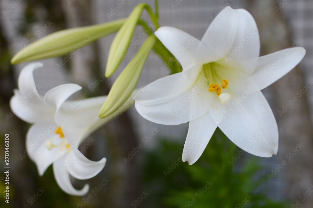 Fototapeta premium 南国の白百合