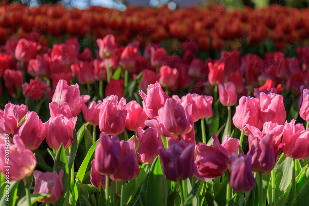 Beautiful colored tulips on a field in the morning . Beautiful bouquet of tulips in spring.Morning fresh air, oxygen to the body to power the whole day. Beautiful colored tulips on a field in the morning . Beautiful bouquet of tulips in spring.Morning fresh air, oxygen to the body to power the whole day.