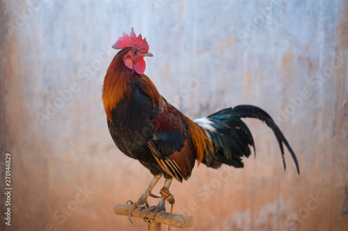 Obraz na plátne A colorful rooster in the coutryside of the Philippines