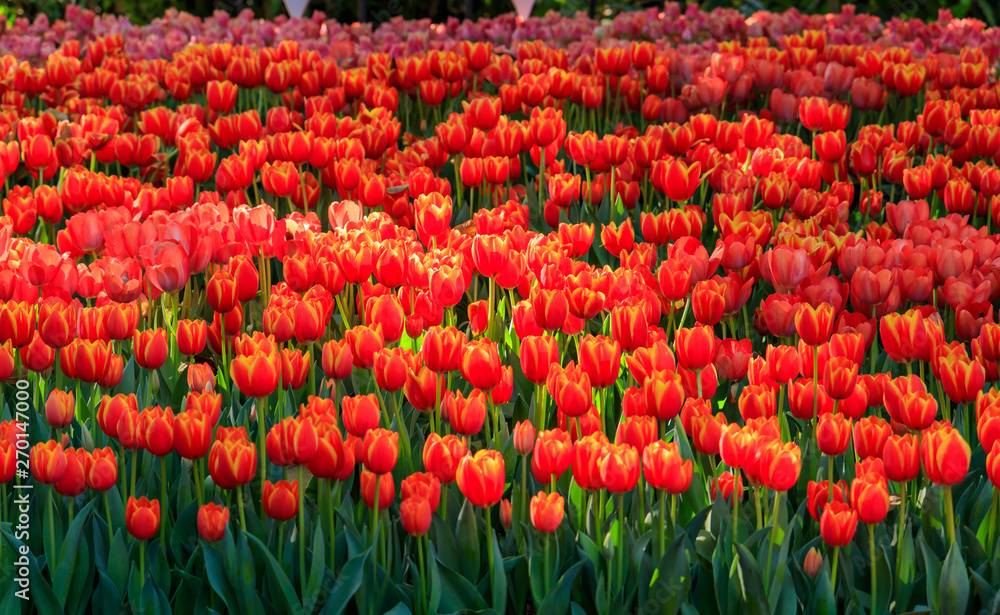 Beautiful colored tulips on a field in the morning . Beautiful bouquet of tulips in spring.Morning fresh air, oxygen to the body to power the whole day.