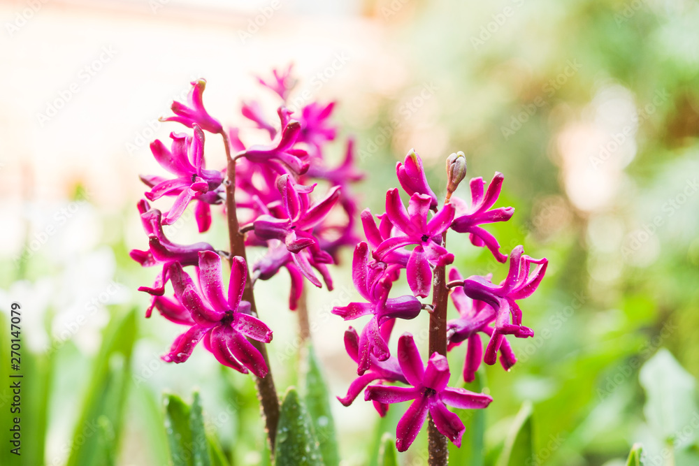 Obraz premium Pink hyacinth blooms in the garden. Selective focus.