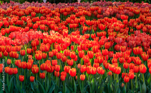 Beautiful colored tulips on a field in the morning . Beautiful bouquet of tulips in spring.Morning fresh air, oxygen to the body to power the whole day. © khanunza