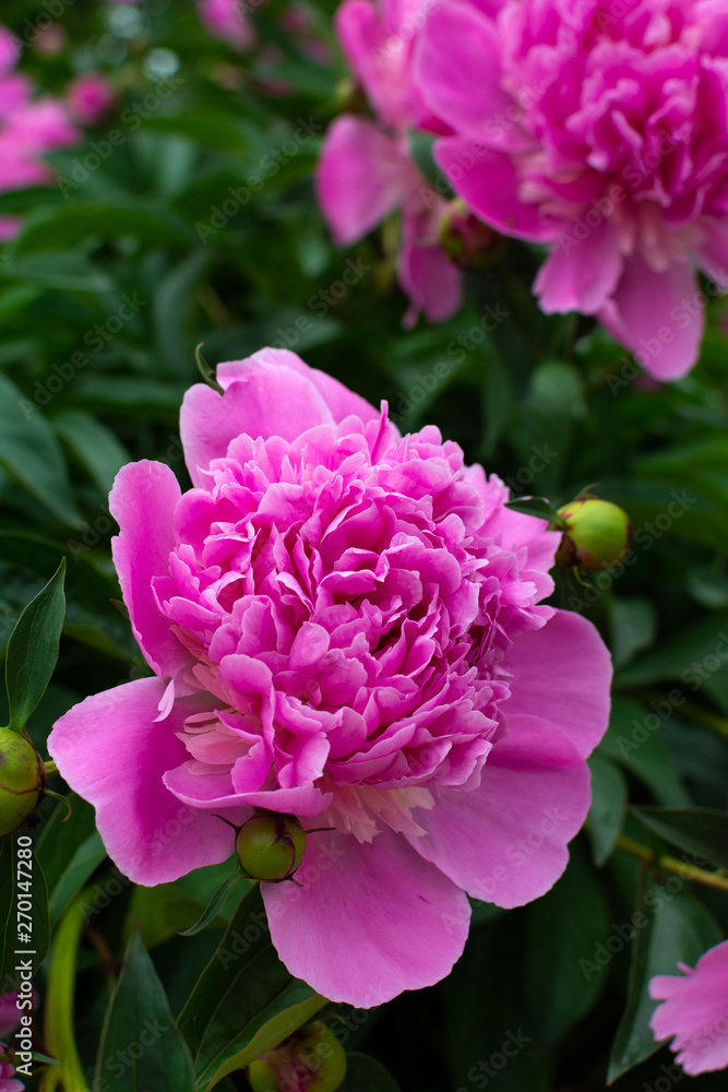 Pink garden flowers