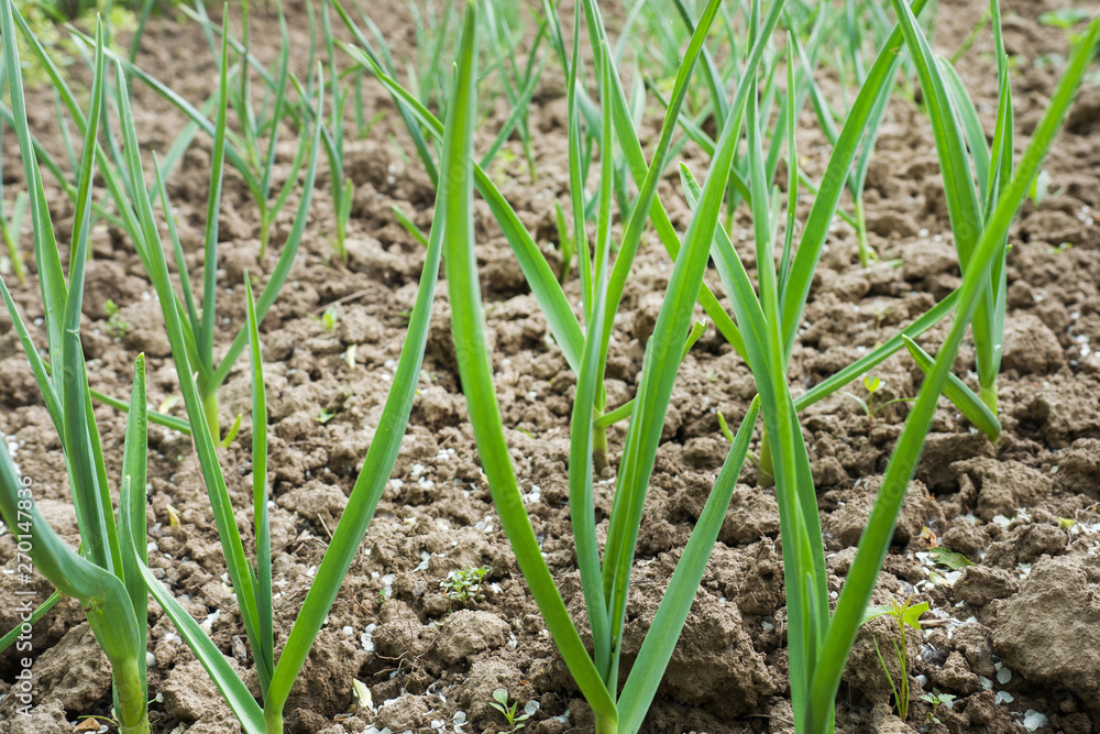 Young garlic plants feathers in the field, agricultural background. Young garlic plants feathers in the field, agricultural background.