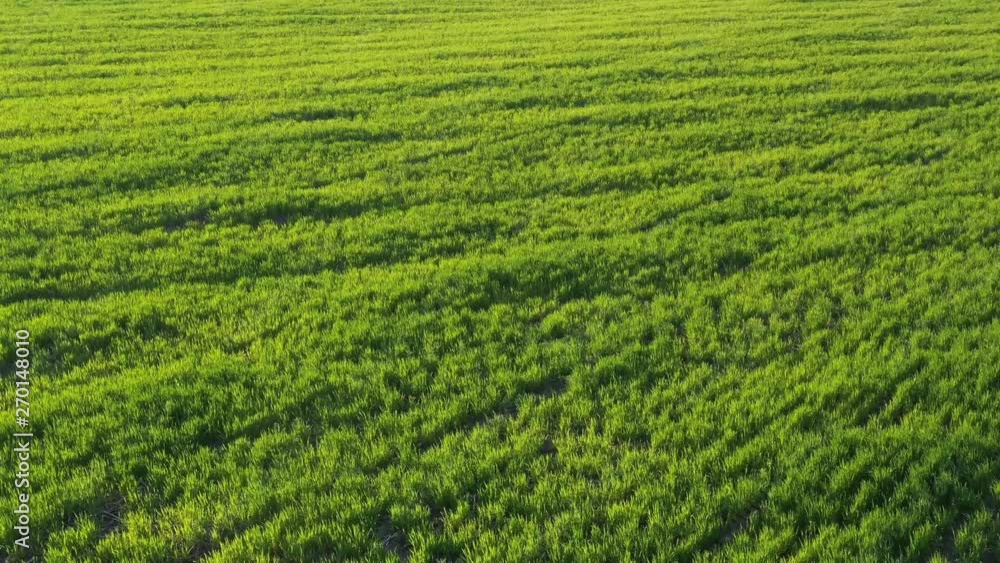 Video from a drone of a green field in the setting sun