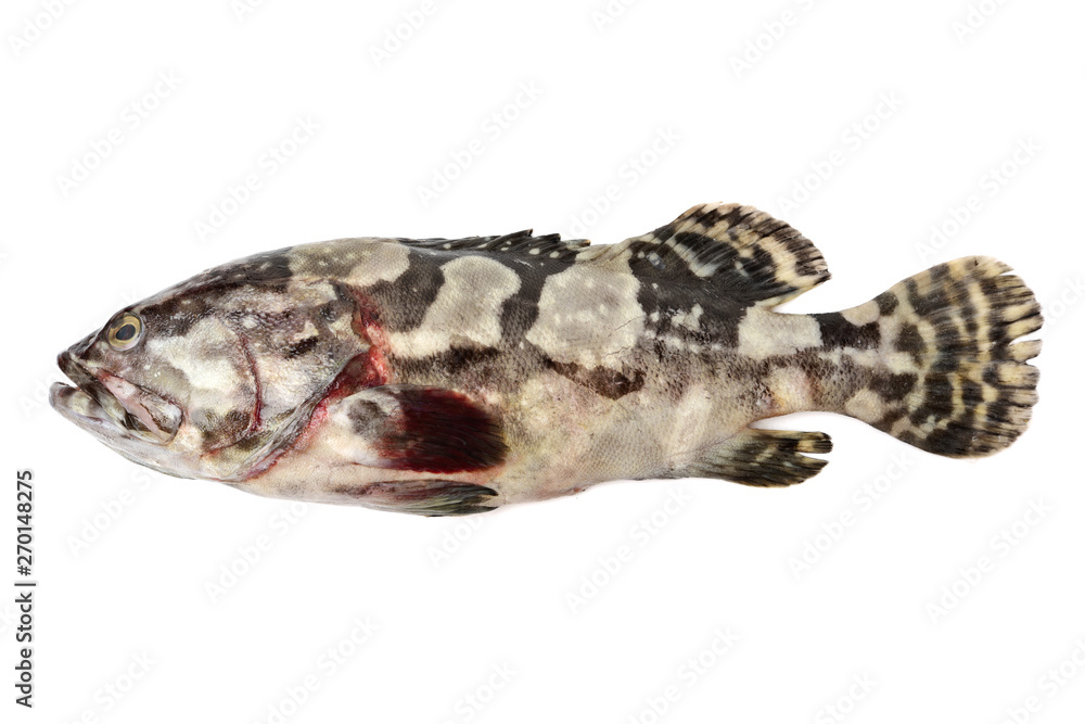 Grouper Fish on white background Grouper Fish on white background