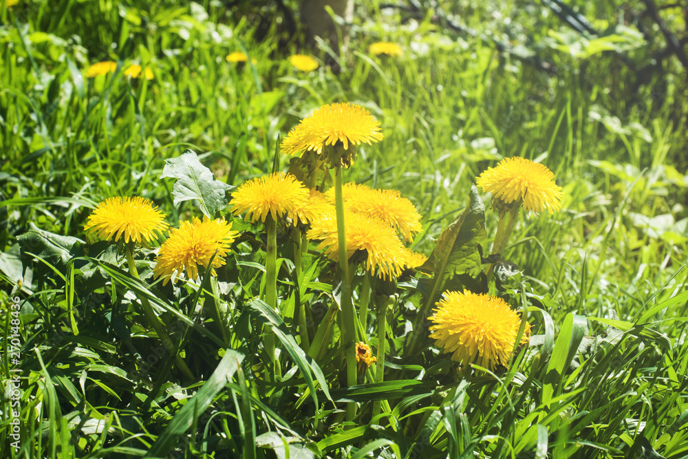 Obraz premium Yellow dandelions in the grass. In the open space