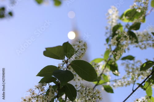 nature, spring, branch