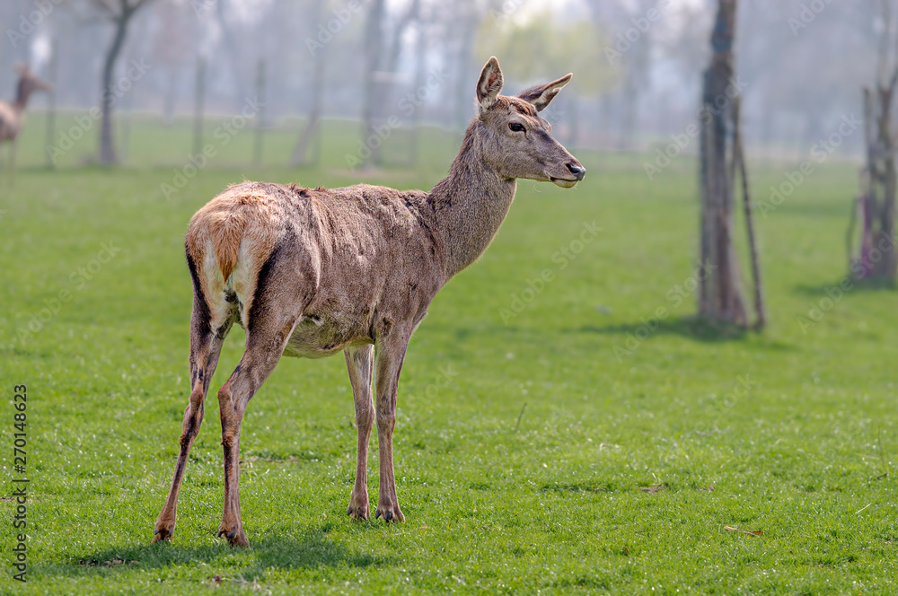 roe deer at field in the wild nature roe deer at field in the wild nature