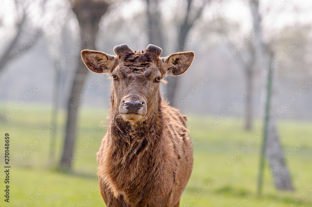 Fototapeta premium roe deer at field in the wild nature