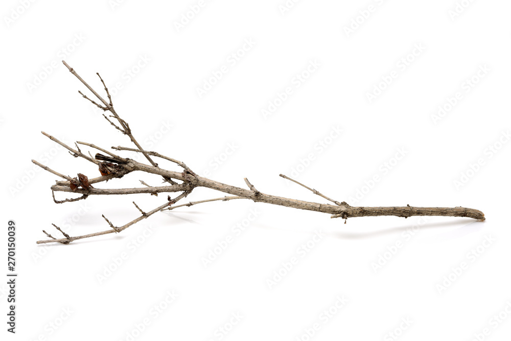 Sticks or twigs isolated on white background